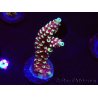 WYSIWYG Acropora Dragon Breath