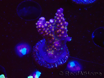 WYSIWYG RAH Acropora donei Merlin's Staff