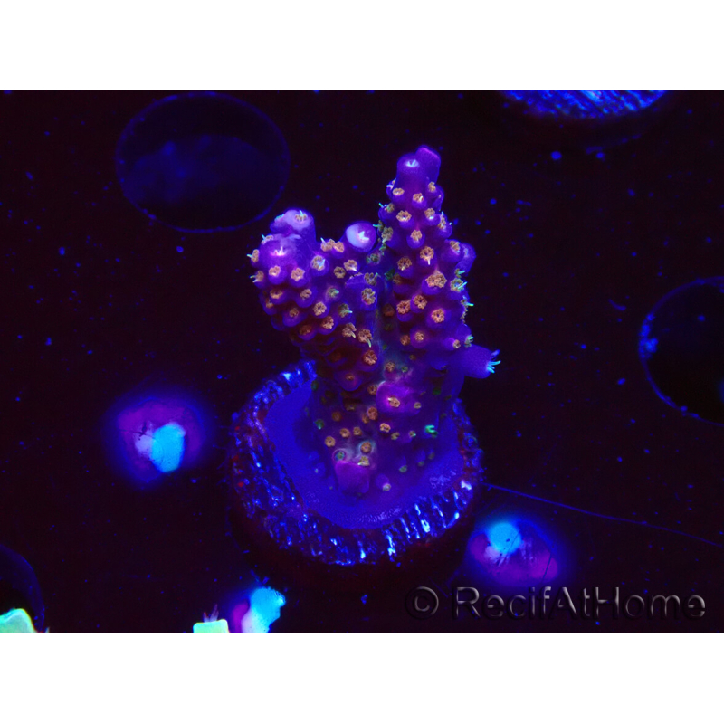 WYSIWYG RAH Acropora donei Merlin's Staff