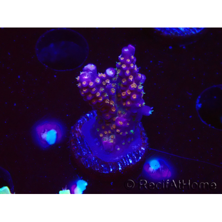 WYSIWYG WC Acropora donei Merlin's Staff 5S1