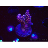 WYSIWYG RAH Acropora donei Merlin's Staff