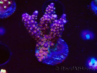 WYSIWYG RAH Acropora donei Merlin's Staff