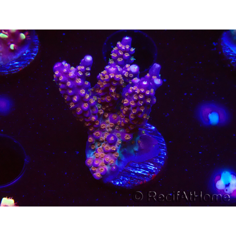 WYSIWYG RAH Acropora donei Merlin's Staff