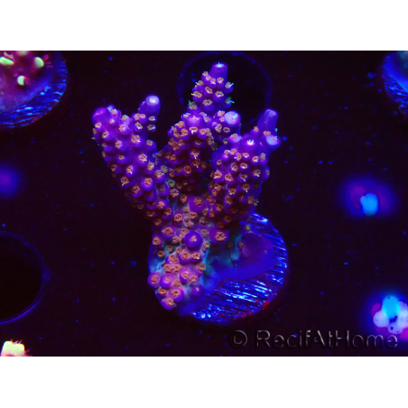 WYSIWYG RAH Acropora donei Merlin's Staff