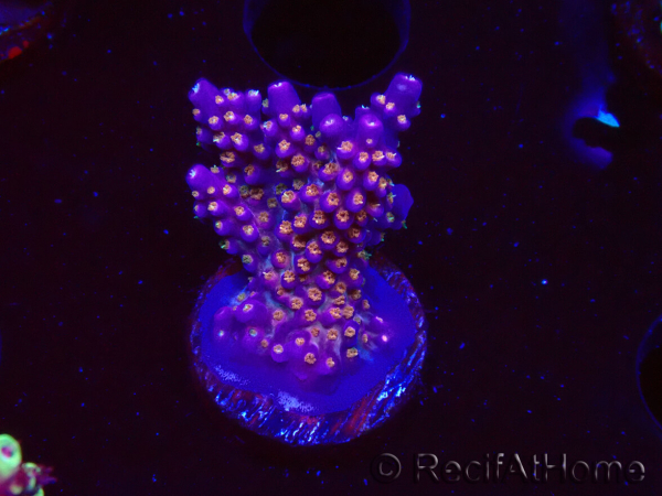 WYSIWYG RAH Acropora donei Merlin's Staff