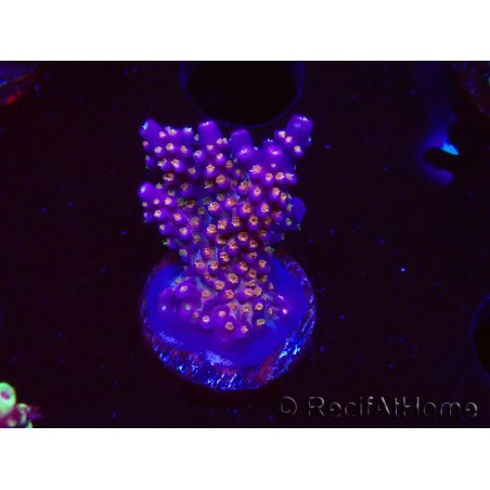 WYSIWYG RAH Acropora donei Merlin's Staff