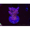 WYSIWYG RAH Acropora donei Merlin's Staff