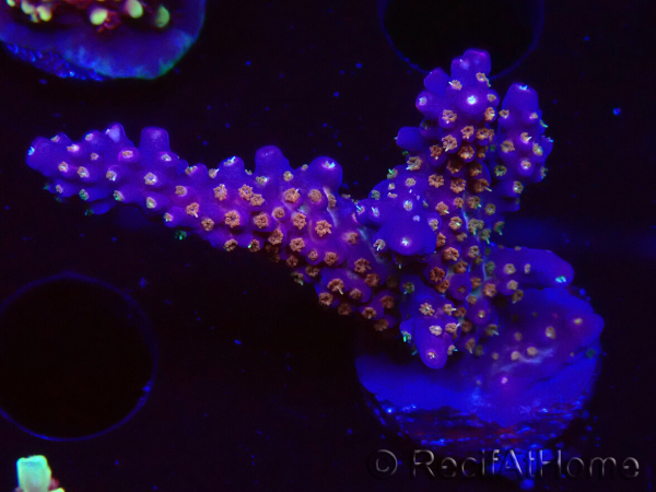 WYSIWYG RAH Acropora donei Bastone di Merlino