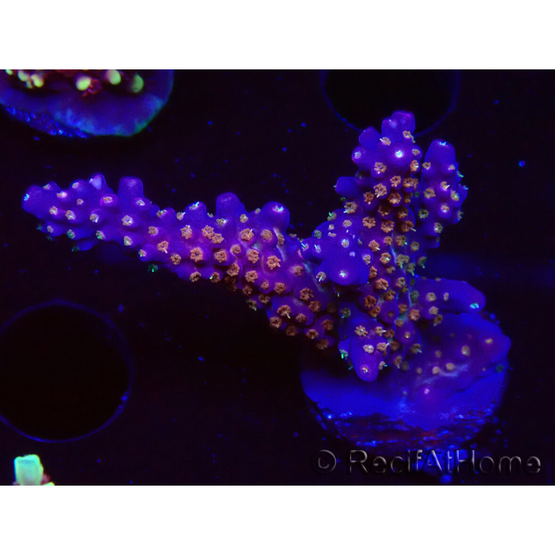 WYSIWYG RAH Acropora donei Merlin's Staff