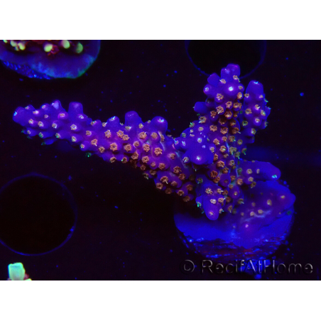 WYSIWYG RAH Acropora donei Merlin's Staff