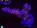 WYSIWYG RAH Acropora donei Bastón de Merlín