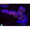WYSIWYG RAH Acropora donei Bastone di Merlino