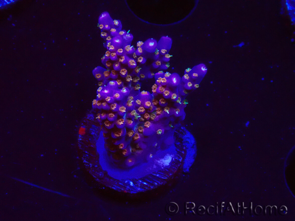 WYSIWYG RAH Acropora donei Merlin's Stab
