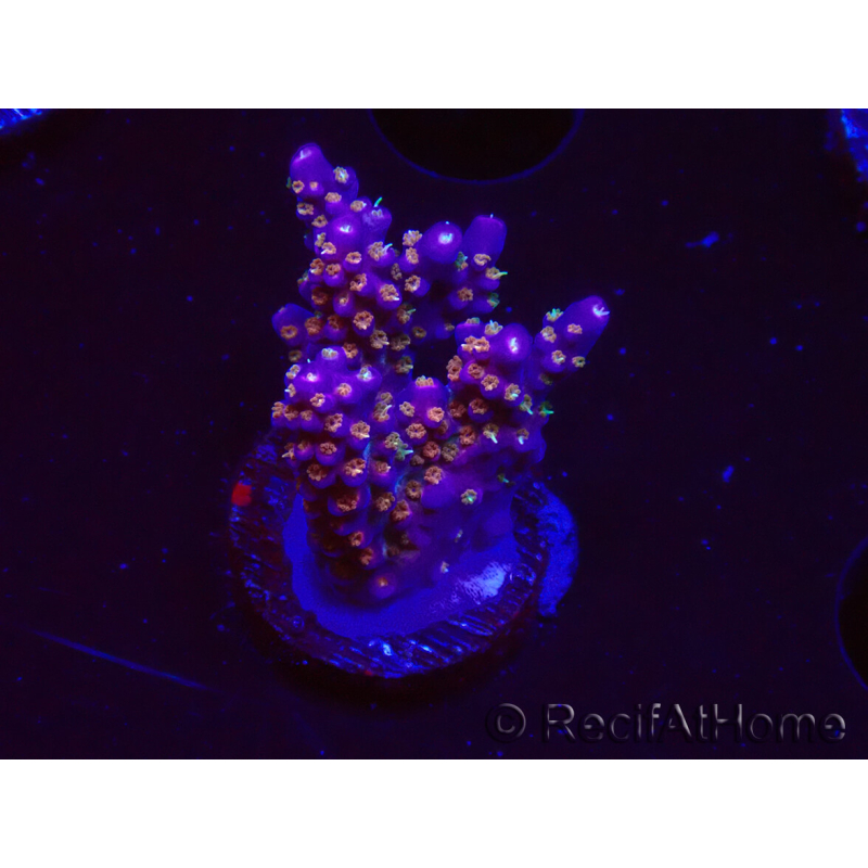 WYSIWYG RAH Acropora donei Merlin's Staff