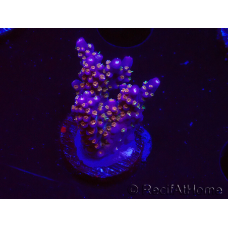 WYSIWYG RAH Acropora donei Merlin's Staff