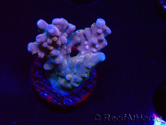 WYSIWYG RAH Acropora donei Hot Shot 5S6