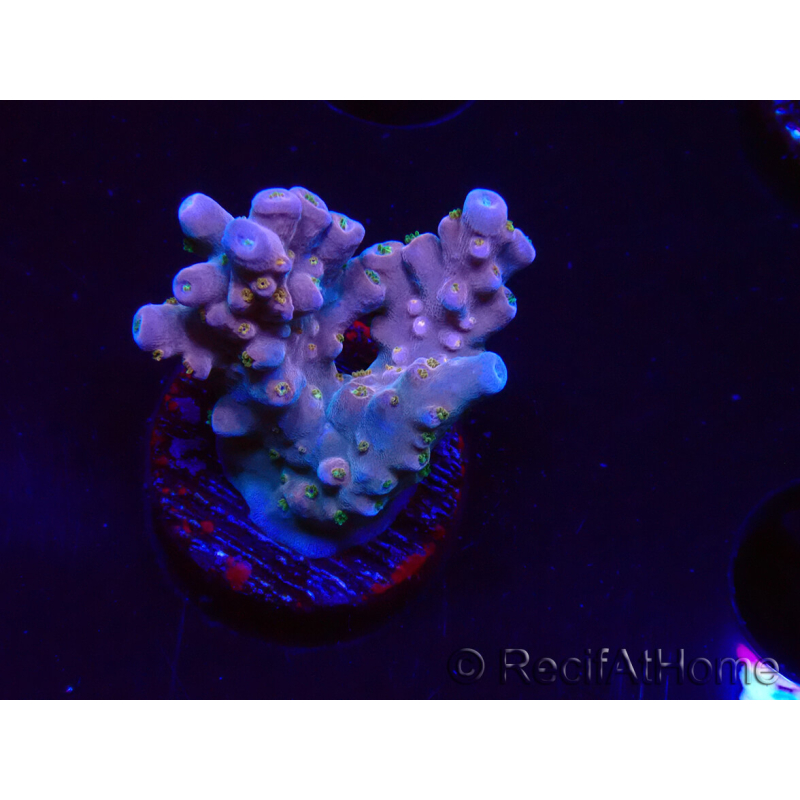 WYSIWYG RAH Acropora donei Hot Shot