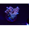 WYSIWYG RAH Acropora donei Hot Shot