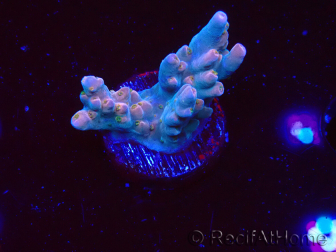 WYSIWYG RAH Acropora donei Hot Shot 5S7