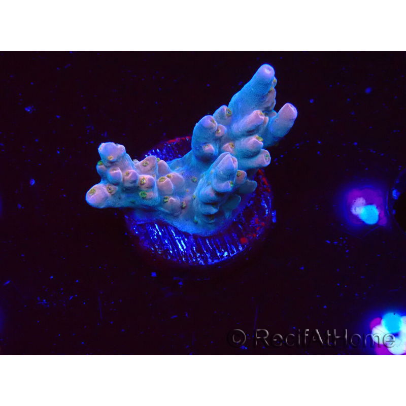 WYSIWYG RAH Acropora donei Hot Shot