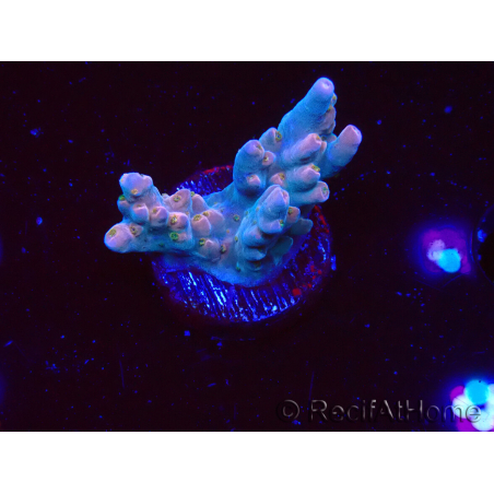 WYSIWYG RAH Acropora donei Hot Shot