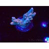 WYSIWYG RAH Acropora donei Hot Shot