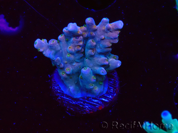 WYSIWYG RAH Acropora donei Hot Shot