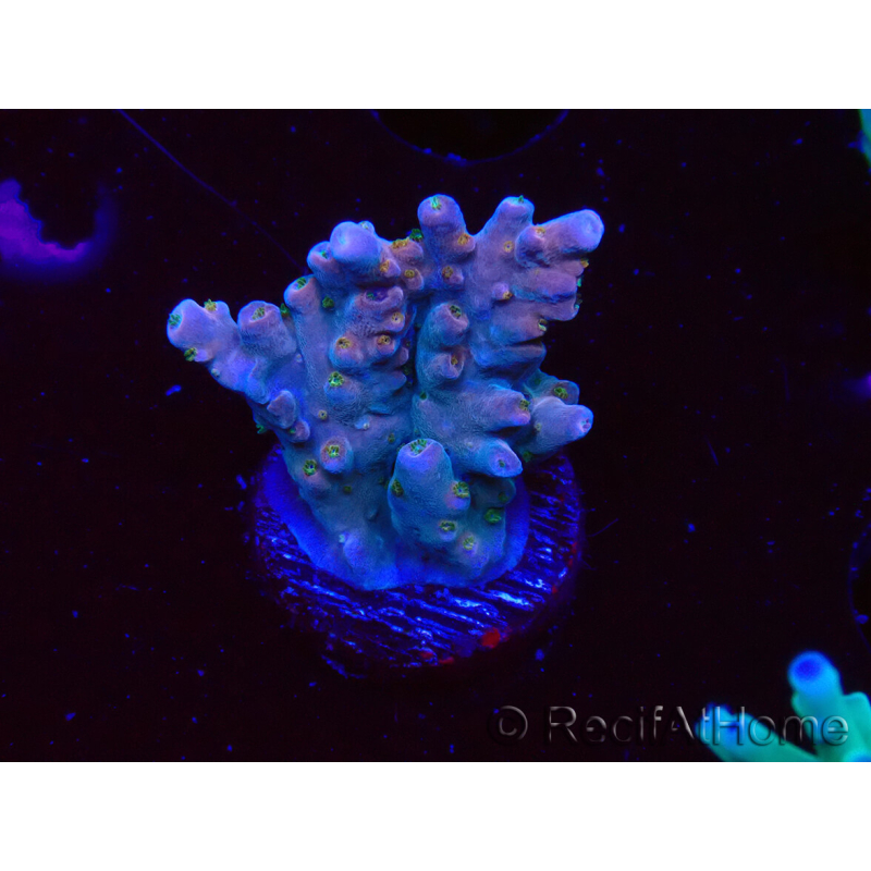 WYSIWYG RAH Acropora donei Hot Shot
