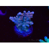 WYSIWYG RAH Acropora donei Hot Shot