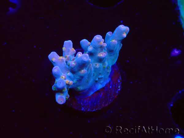 WYSIWYG RAH Acropora donei Hot Shot 5S10