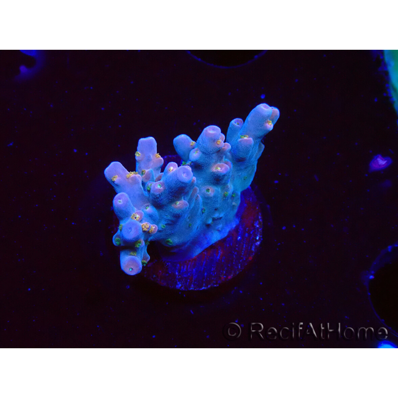 WYSIWYG RAH Acropora donei Hot Shot