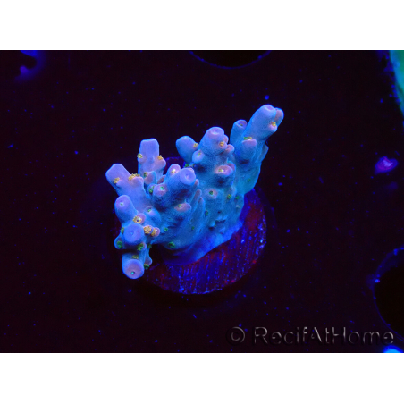 WYSIWYG RAH Acropora donei Hot Shot