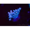 WYSIWYG RAH Acropora donei Hot Shot