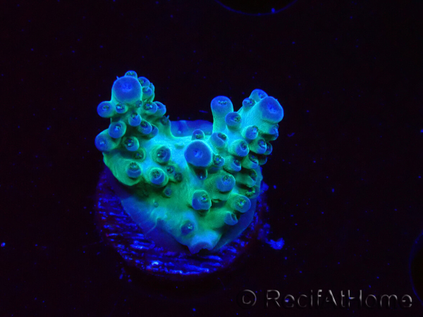 WYSIWYG ORA Acropora Pearlberry