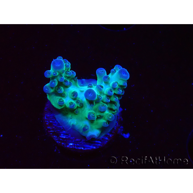 WYSIWYG ORA Acropora Pearlberry