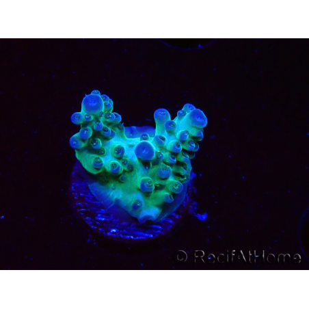 WYSIWYG ORA Acropora Pearlberry