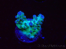 WYSIWYG ORA Acropora Pearlberry