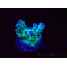WYSIWYG ORA Acropora Pearlberry