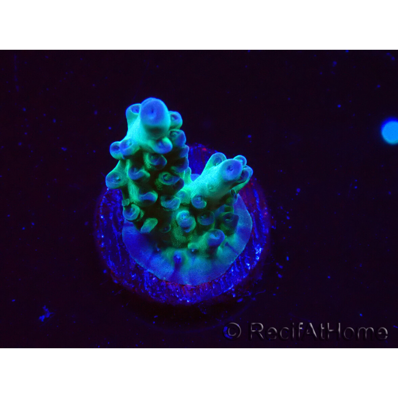 WYSIWYG ORA Acropora Pearlberry