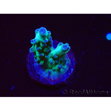 WYSIWYG ORA Acropora Pearlberry
