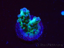 WYSIWYG ORA Acropora Pearlberry 5T2