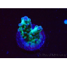 WYSIWYG ORA Acropora Pearlberry