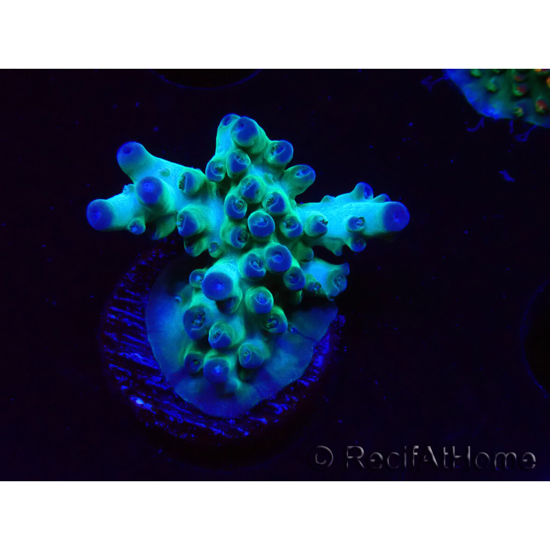 WYSIWYG ORA Acropora Pearlberry