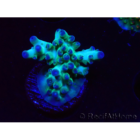 WYSIWYG ORA Acropora Pearlberry