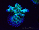 WYSIWYG ORA Acropora Pearlberry