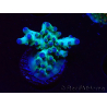 WYSIWYG ORA Acropora Pearlberry