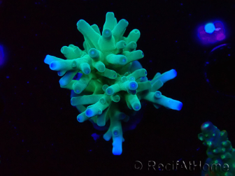 WYSIWYG ORA Acropora turaki Hawkins