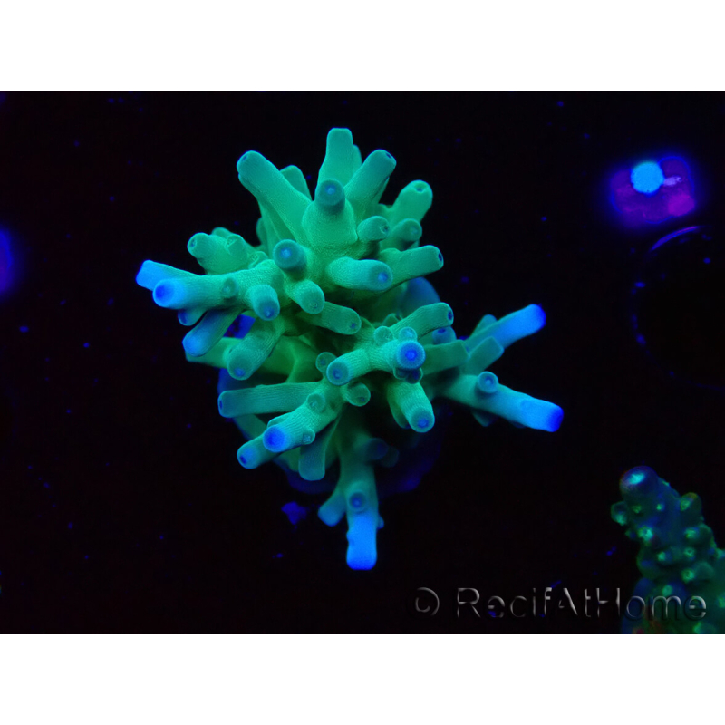 WYSIWYG ORA Acropora turaki Hawkins