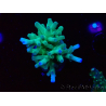WYSIWYG ORA Acropora turaki Hawkins