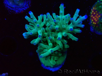 WYSIWYG ORA Acropora turaki Hawkins 5U5